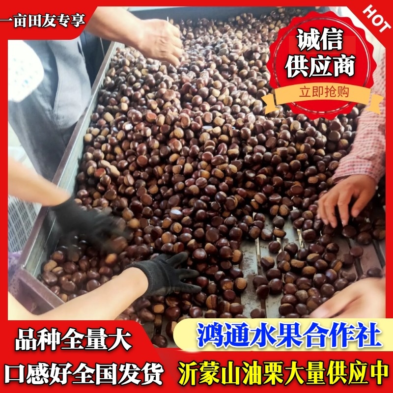 精品油栗大量上市中，品种全量大，口感甜，可全国发货