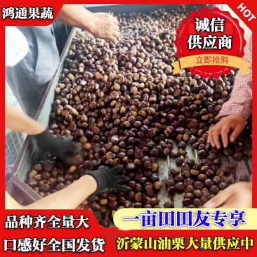 精品油栗大量上市中,品种全量大,口感甜,可全国发货