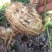 新鲜凉薯10斤云南土瓜红土豆薯农家现挖沙土番薯地瓜_一