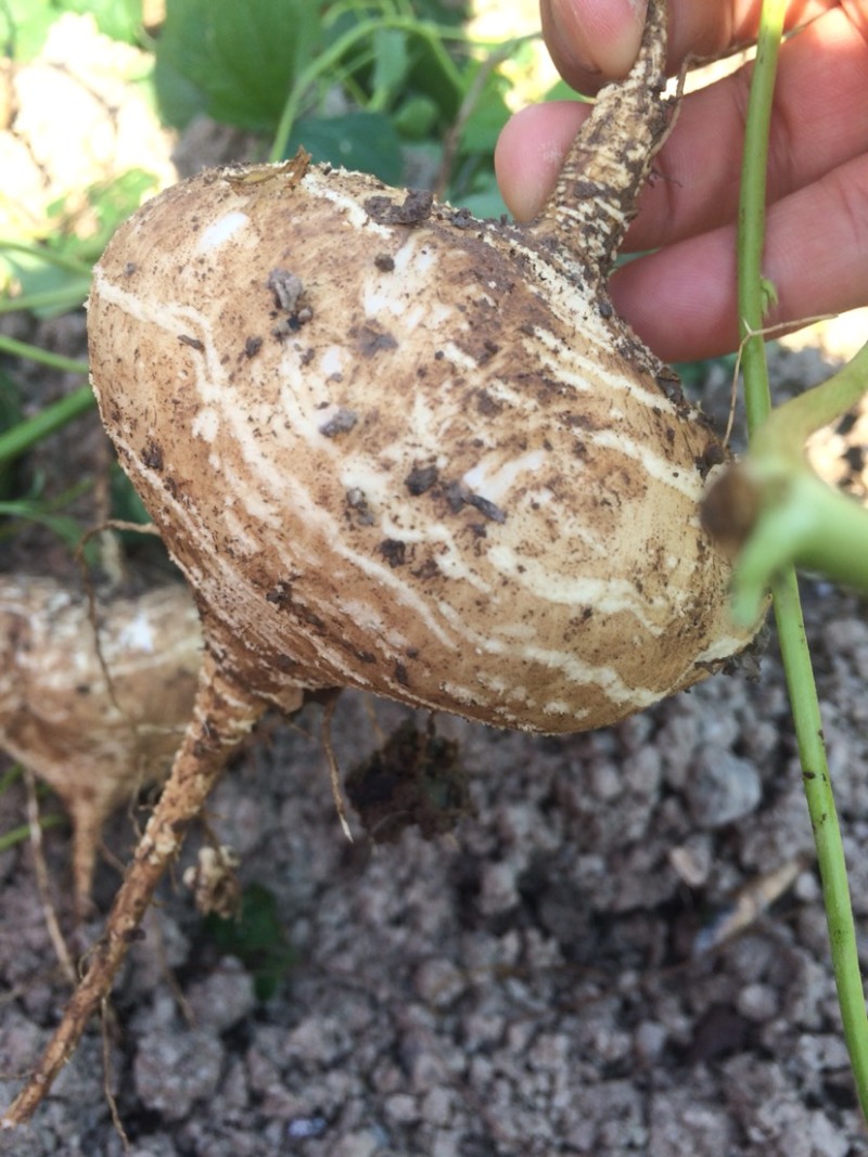 新鲜凉薯10斤云南土瓜红土豆薯农家现挖沙土番薯地瓜_一