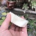新鲜凉薯10斤云南土瓜红土豆薯农家现挖沙土番薯地瓜_一