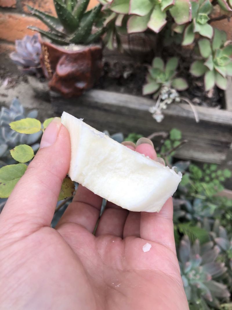 新鲜凉薯10斤云南土瓜红土豆薯农家现挖沙土番薯地瓜_一