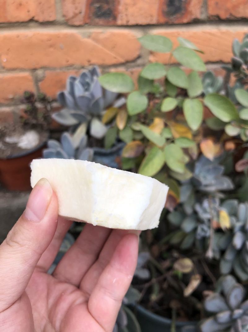 新鲜凉薯10斤云南土瓜红土豆薯农家现挖沙土番薯地瓜_一