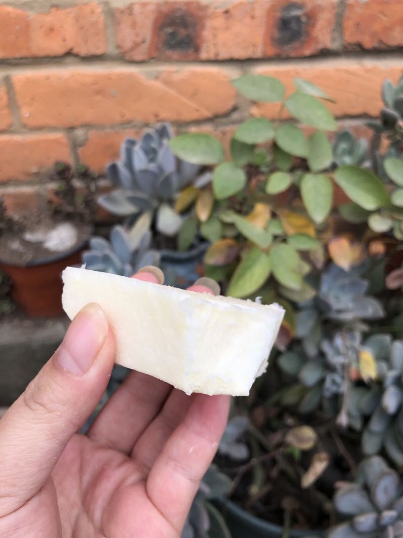 新鲜凉薯10斤云南土瓜红土豆薯农家现挖沙土番薯地瓜_一