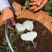 新鲜凉薯10斤云南土瓜红土豆薯农家现挖沙土番薯地瓜_一