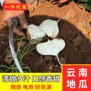 新鲜凉薯10斤云南土瓜红土豆薯农家现挖沙土番薯地瓜_一