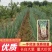 长白大葱产地代发诚信代办一手货源，代发全国