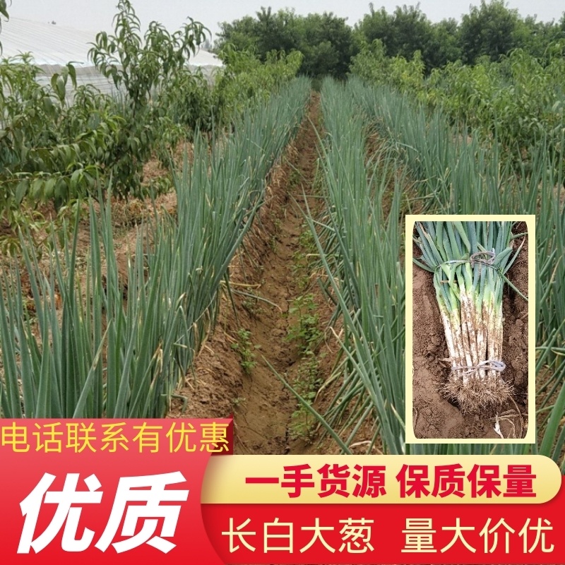 长白大葱产地代发诚信代办一手货源，代发全国