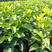 金秋砂糖桔苗—适宜湖南栽种的十月份早熟砂糖桔果树苗