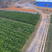 金秋砂糖桔苗—适宜湖南栽种的十月份早熟砂糖桔果树苗