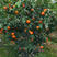 沃柑苗—湖南衡阳基地直供晚熟柑橘果树苗，量大优惠。