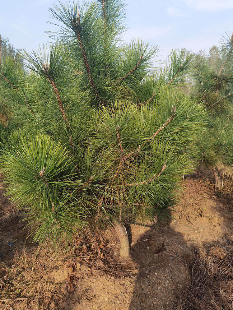 临沂1.5米高黑松大量急售，质量好价格低全国可发货