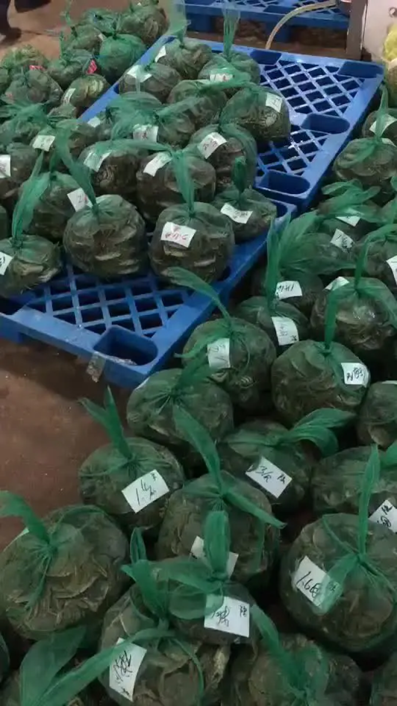 洪泽湖精品大闸蟹8两以上千亩螃蟹基地价格便宜