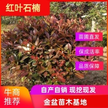 苗圃直销红叶石楠树苗小苗四季常青绿化苗木彩色工程绿篱