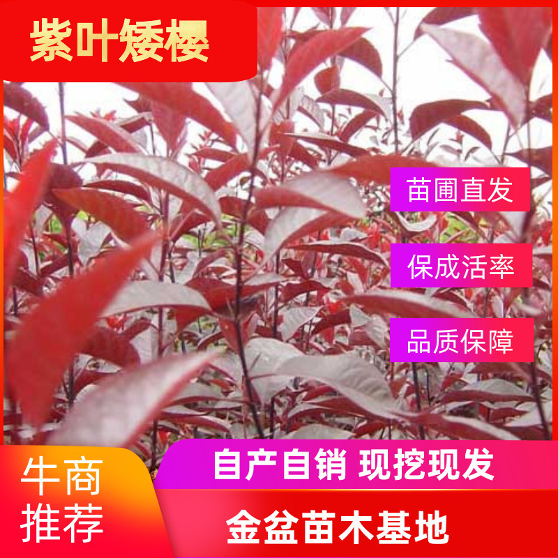 基地直发紫叶矮樱小区别墅道路建设绿化美化绿植紫叶矮樱