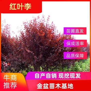 红叶李树苗绿化苗木红叶李3一10公分工程庭院别墅绿化苗