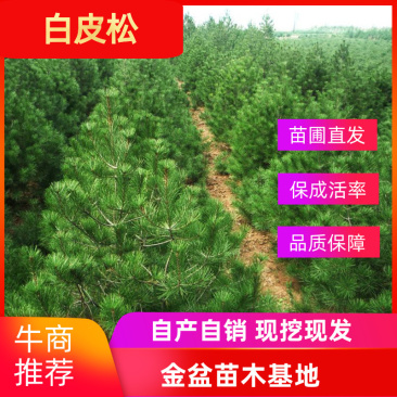 白皮松四季常青耐寒绿化占地精品苗木白皮松树苗