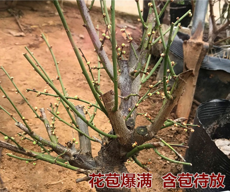 原生腊梅梅花大苗嫁接老桩梅花树苗冬季春节开花耐寒