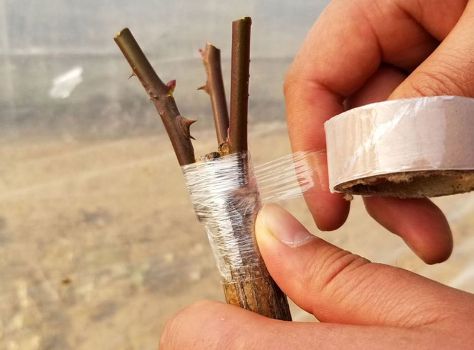 藤本月季春季修剪示意图