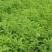 紫穗槐种子矿山公路铁路堤坝河道防尘复绿护坡灌木种子量大优
