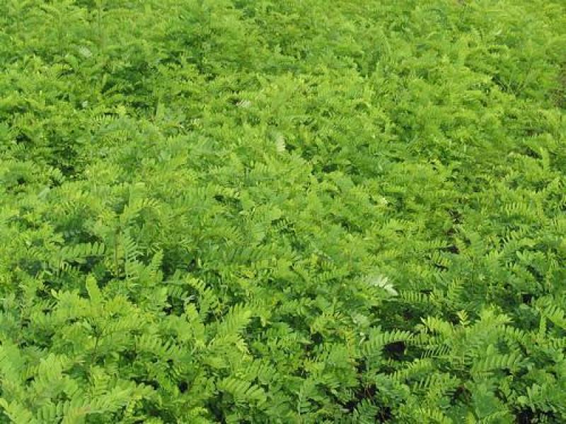 紫穗槐种子矿山公路铁路堤坝河道防尘复绿护坡灌木种子量大优