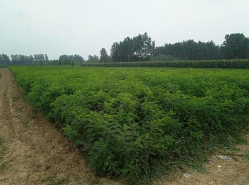 紫穗槐种子矿山公路铁路堤坝河道防尘复绿护坡灌木种子量大优