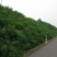紫穗槐种子矿山公路铁路堤坝河道防尘复绿护坡灌木种子量大优