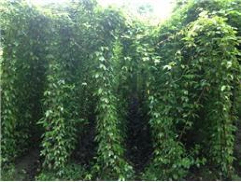 油麻藤种子牛马藤大血藤雀儿花四季常青爬藤类攀援植物