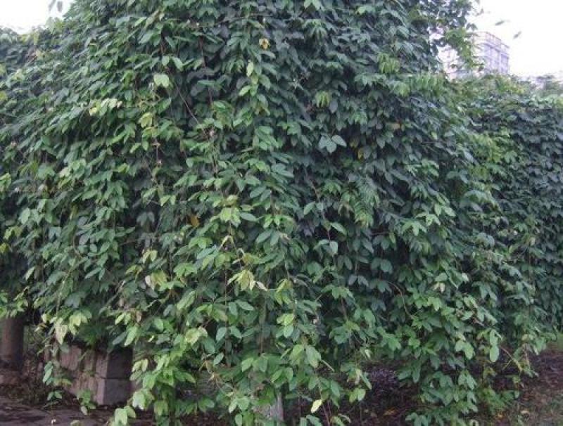 油麻藤种子牛马藤大血藤雀儿花四季常青爬藤类攀援植物