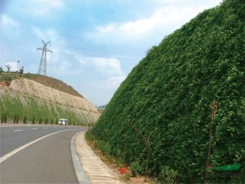 油麻藤种子牛马藤大血藤雀儿花四季常青爬藤类攀援植物