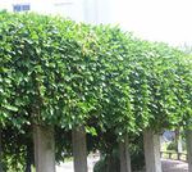 油麻藤种子牛马藤大血藤雀儿花四季常青爬藤类攀援植物