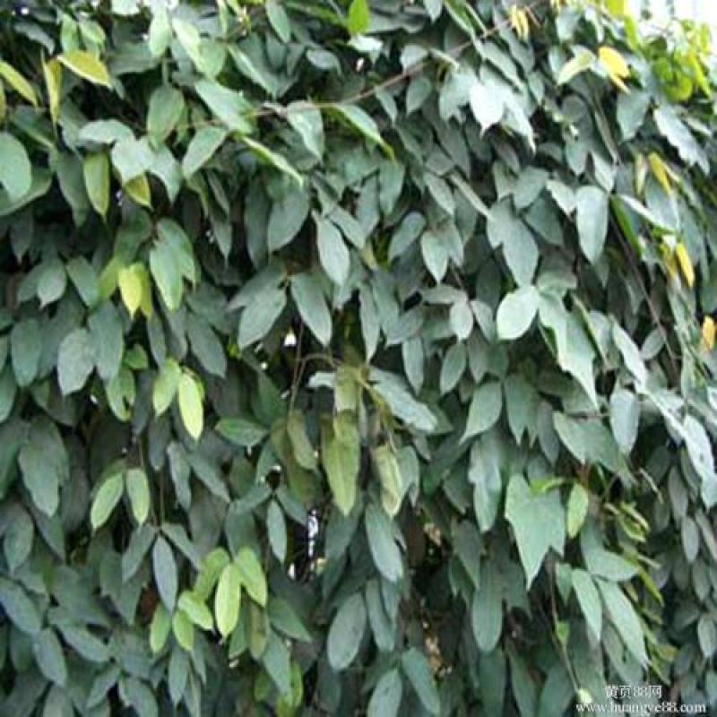 油麻藤种子牛马藤大血藤雀儿花四季常青爬藤类攀援植物