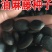 油麻藤种子牛马藤大血藤雀儿花四季常青爬藤类攀援植物