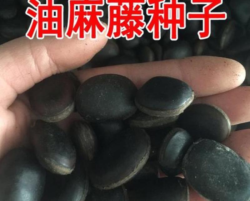 油麻藤种子牛马藤大血藤雀儿花四季常青爬藤类攀援植物