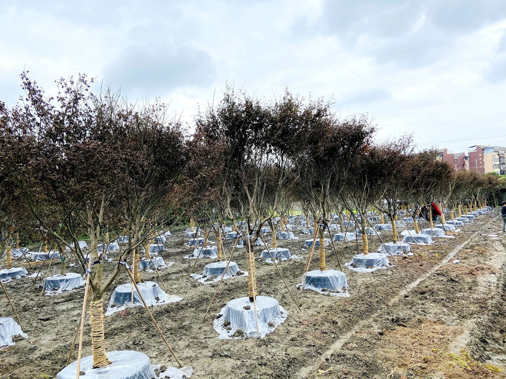 红枫幼苗冬季防寒实景图