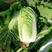 顶珍品白菜种子杂交大白菜种子高产叶柄淡绿色球叠抱中晚熟