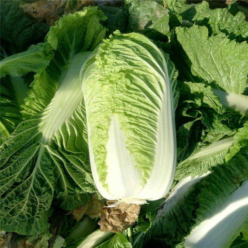 顶珍品白菜种子杂交大白菜种子高产叶柄淡绿色球叠抱中晚熟
