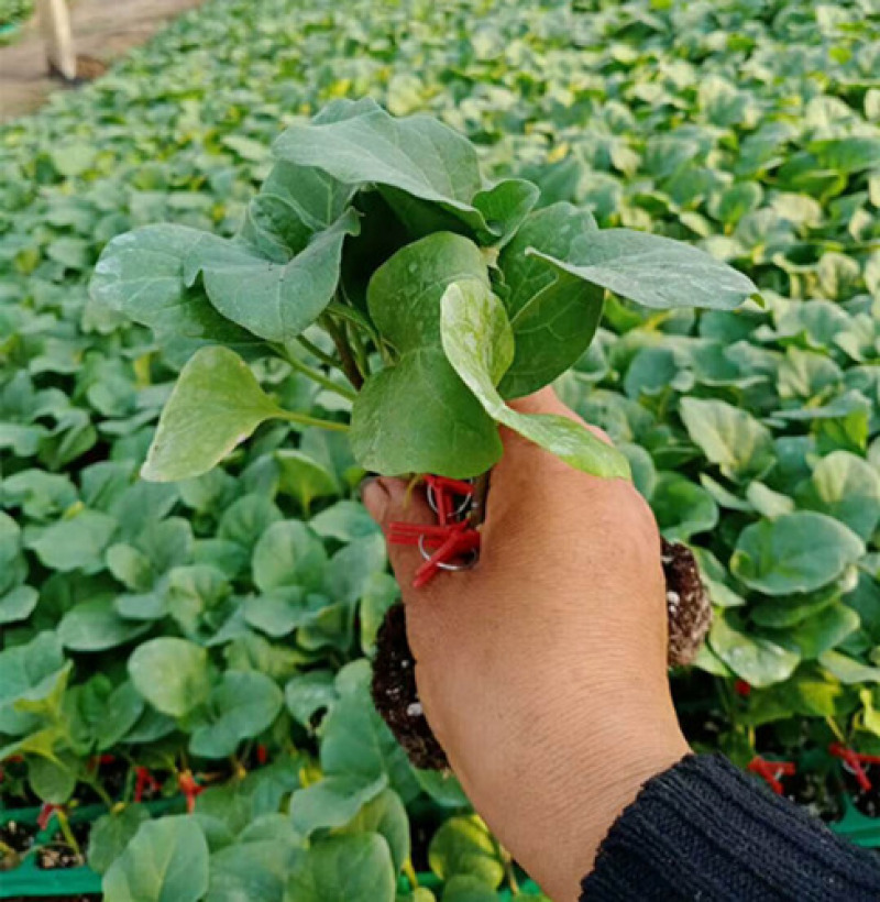 线茄苗杭茄2010嫁接苗杭茄种苗紫红长茄子苗