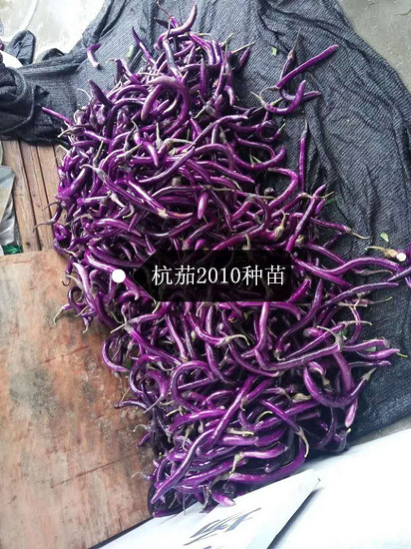 线茄苗杭茄2010嫁接苗杭茄种苗紫红长茄子苗