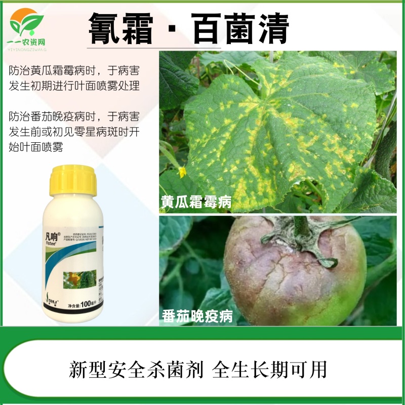 苏利凡响氰霜·百菌清黄瓜霜霉病番茄晚疫病农药杀菌剂