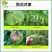 苏利凡响氰霜·百菌清黄瓜霜霉病番茄晚疫病农药杀菌剂
