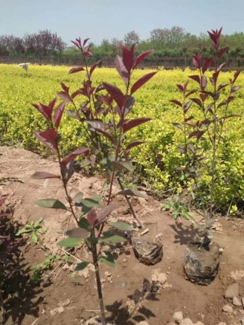 基地直发紫叶矮樱小区别墅道路建设绿化美化绿植紫叶矮樱
