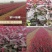 基地直发紫叶矮樱小区别墅道路建设绿化美化绿植紫叶矮樱