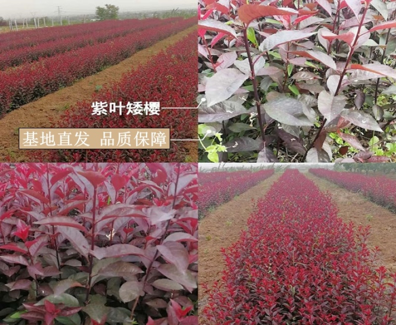基地直发紫叶矮樱小区别墅道路建设绿化美化绿植紫叶矮樱