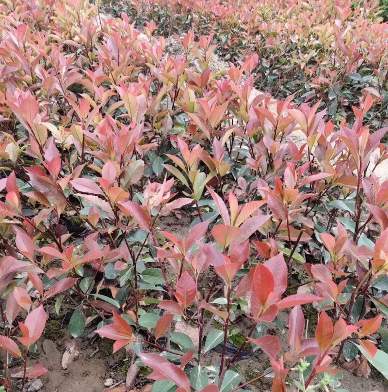 苗圃直销红叶石楠树苗小苗四季常青绿化苗木彩色工程绿篱