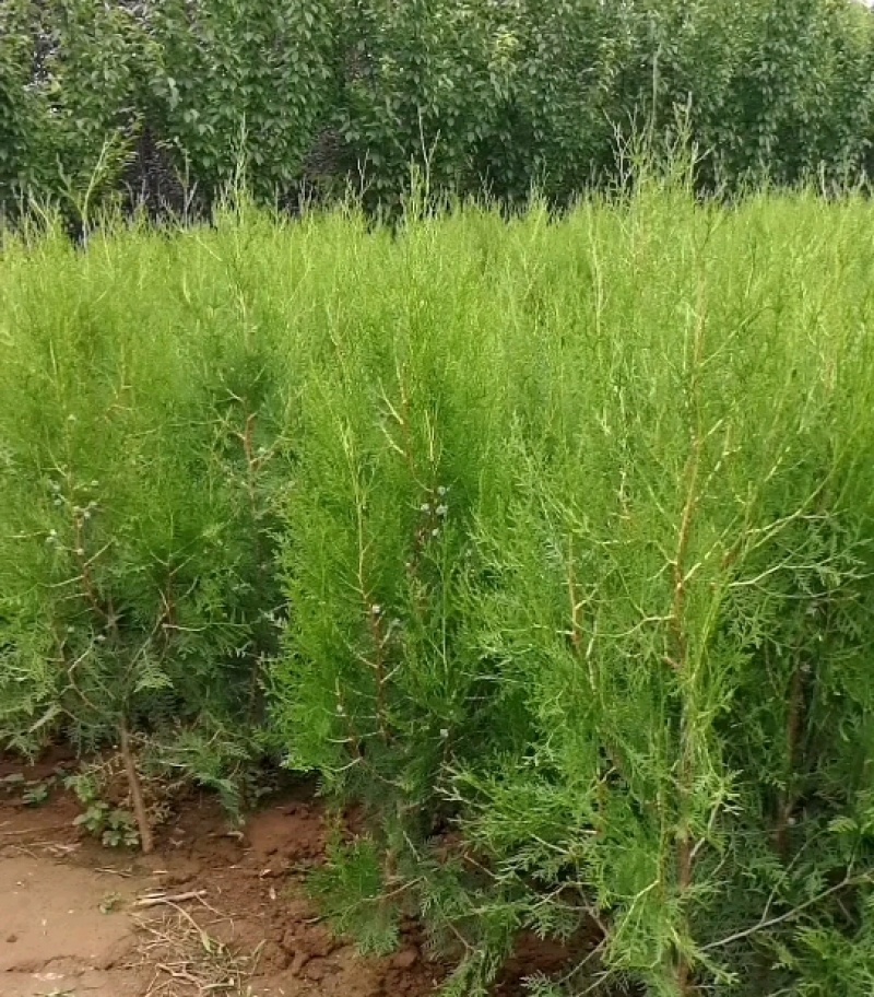 侧柏树苗扁侧柏树柏树苗庭院绿化侧柏树苗耐寒四季青