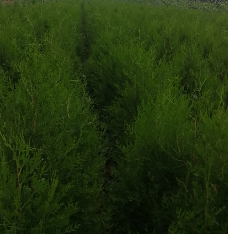 侧柏树苗扁侧柏树柏树苗庭院绿化侧柏树苗耐寒四季青