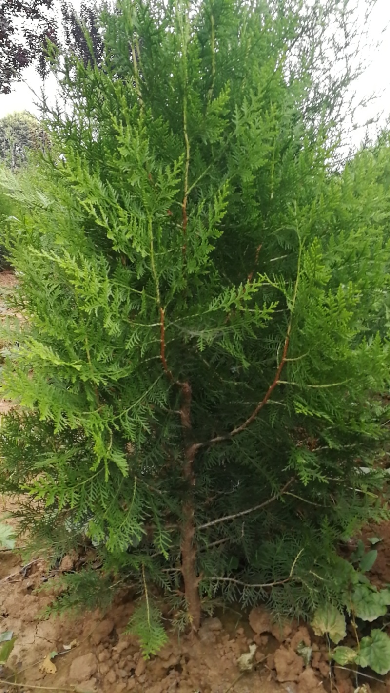 侧柏树苗扁侧柏树柏树苗庭院绿化侧柏树苗耐寒四季青