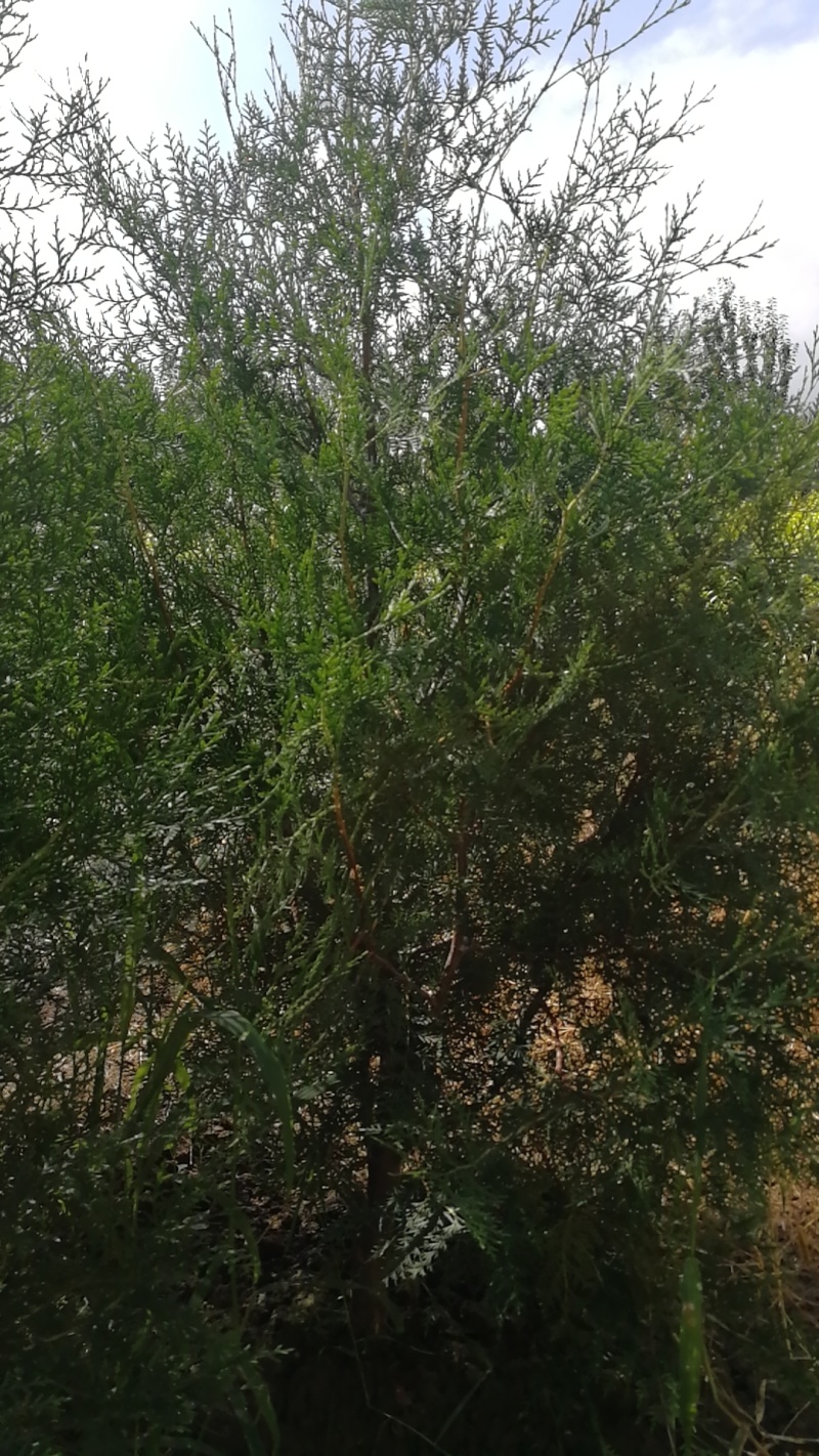 侧柏树苗扁侧柏树柏树苗庭院绿化侧柏树苗耐寒四季青