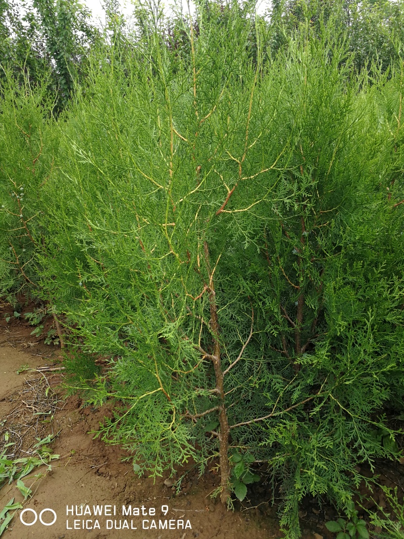 侧柏树苗扁侧柏树柏树苗庭院绿化侧柏树苗耐寒四季青